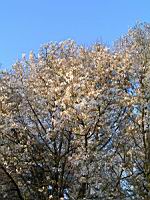 Magnolia Kobus (fam Magnoliacees) (Japon) (Photo F. Mrugala) (2)